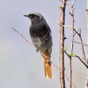 Black Redstart