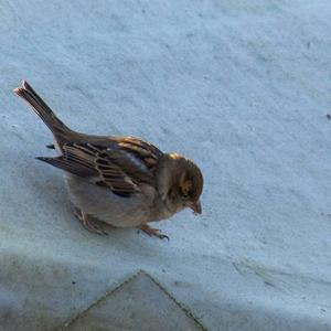 Eurasian Tree Sparrow