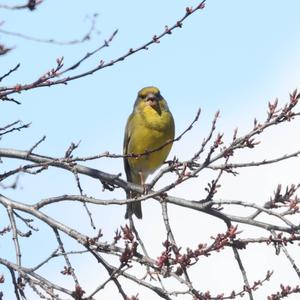 European Greenfinch