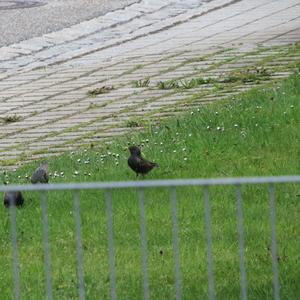 Common Starling