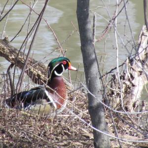 Wood Duck