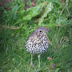 Song Thrush