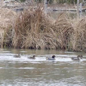 Common Teal