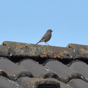 Black Redstart