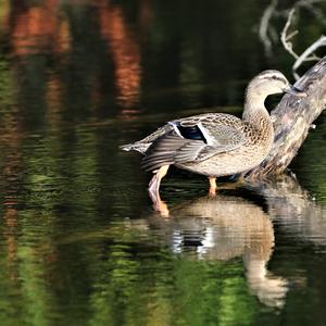 Mallard