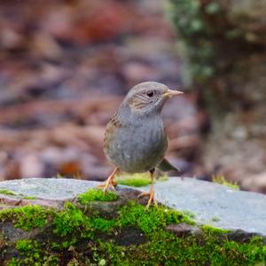 Hedge Accentor