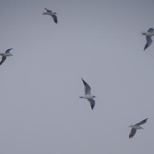 Black-headed Gull