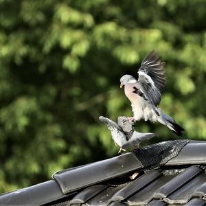 Common Wood-pigeon