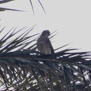 Common Kestrel