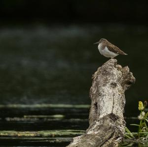 Flussuferläufer