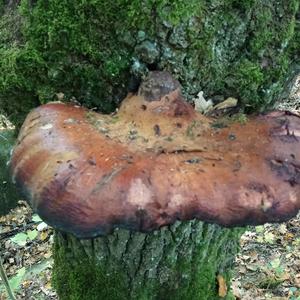 Beefsteak Polypore