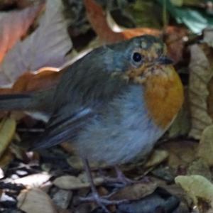 European Robin