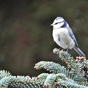 Blue Tit