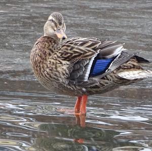 Mallard