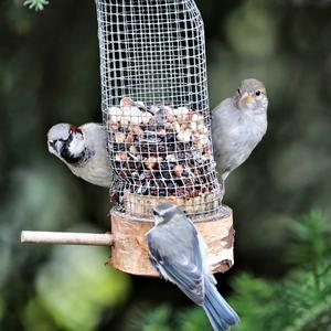 House Sparrow