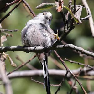 Long-tailed Tit