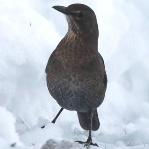 Eurasian Blackbird