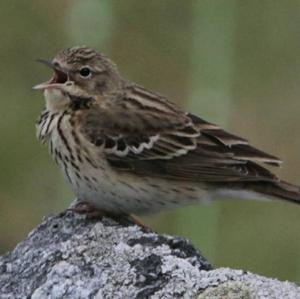 Tree Pipit