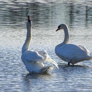 Höckerschwan