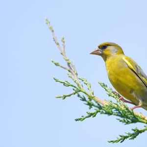 European Greenfinch