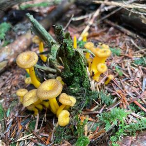 Trumpet Chanterelle