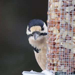 Great Spotted Woodpecker