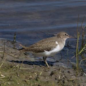 Common Sandpiper