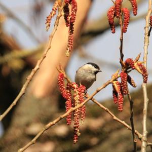 Willow Tit