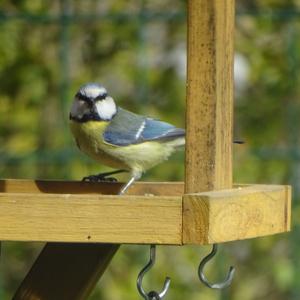 Blue Tit