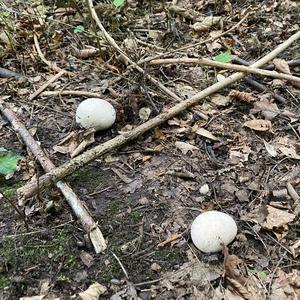 Giant Puffball