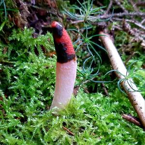 Dog Stinkhorn