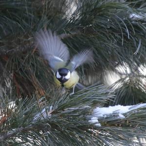 Great Tit