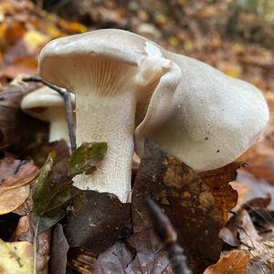 Cloudy Clitocybe