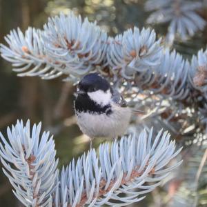 Coal Tit