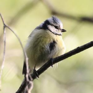 Blue Tit