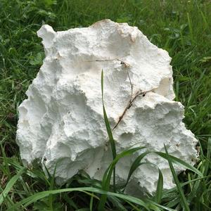 Giant Puffball