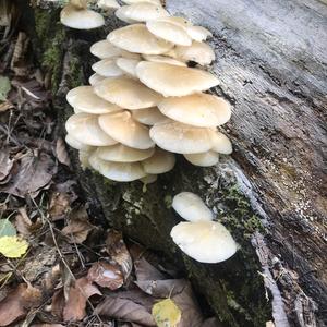 Porcelain Fungus