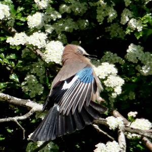 Eurasian Jay