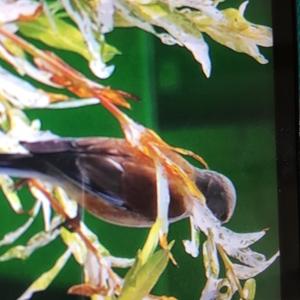 Common Redstart