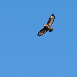 Common Buzzard