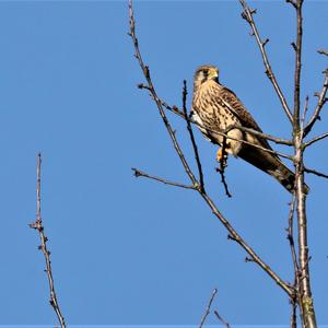 Common Kestrel