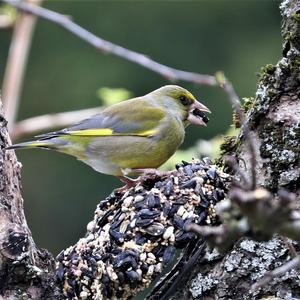 European Greenfinch