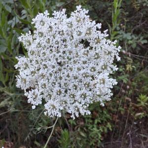 Wild Carrot