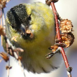 Eurasian Siskin