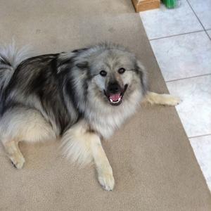 Keeshond