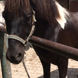 Icelandic Horse