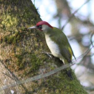 Eurasian Green Woodpecker