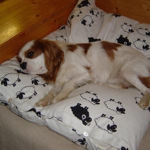 Cavalier King Charles Spaniel