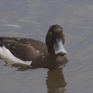 Tufted Duck