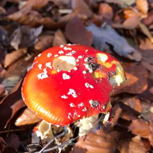 Fly Agaric